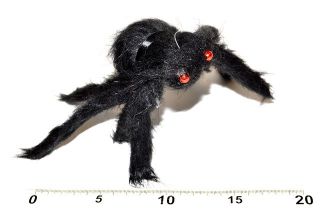 Obrázek z Pavouk černý 30cm 